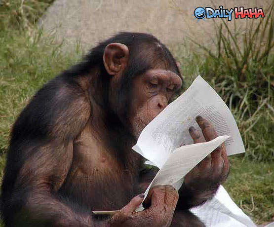 Studying Monkey