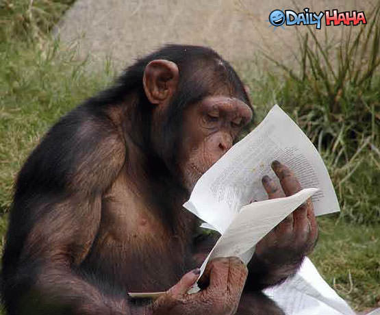 Studying Monkey