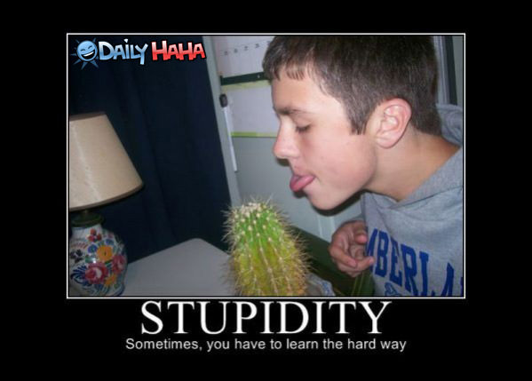 Stupidity Learned funny picture