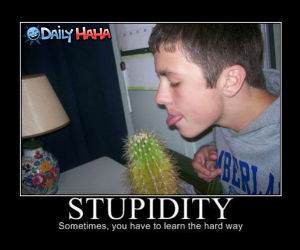 Stupidity Learned funny picture