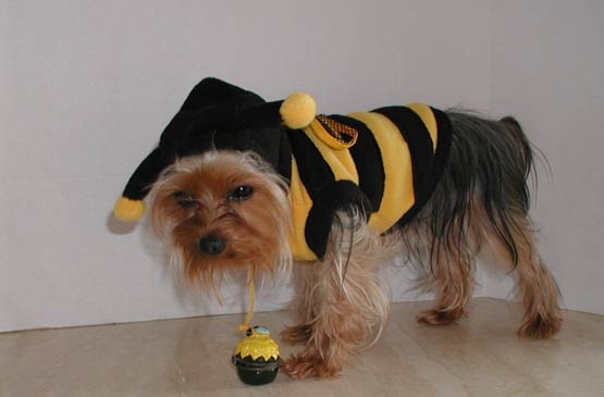 Depressed dog in a costume.