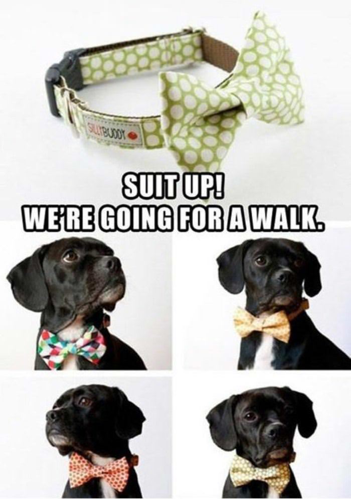 suit up funny picture