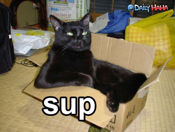 Sup - Cat - Funny Picture