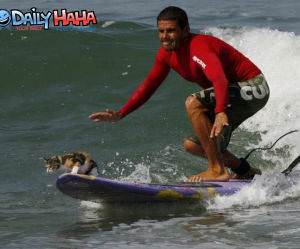 Surfing Cat