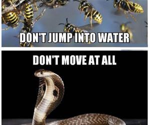 surival tips against various animals funny picture