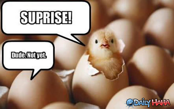 Surprise Chick Hatch