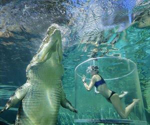 swimming with the gators