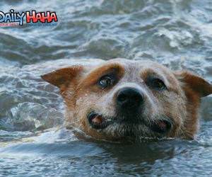 Dog struggling to swim