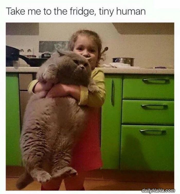 take me to the fridge funny picture
