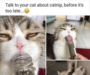 talk to your cat ... 2