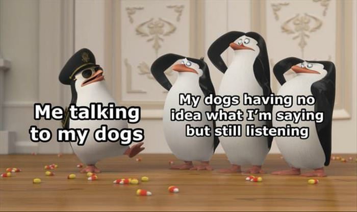 talking to my dogs