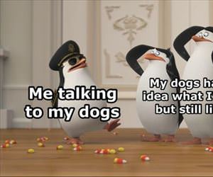 talking to my dogs