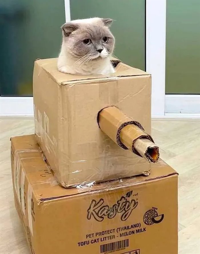 tank cat is ready