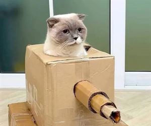 tank cat is ready