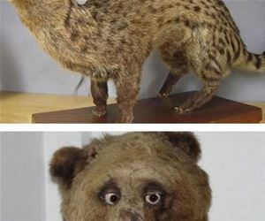 taxidermy gone wrong funny picture