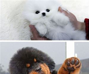teddy bear dogs funny picture