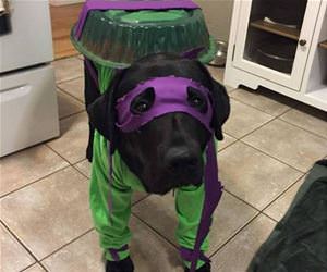 teenage mutant ninja dog funny picture
