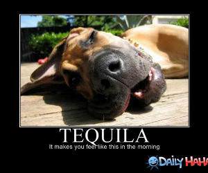 Ugh Tequila funny picture