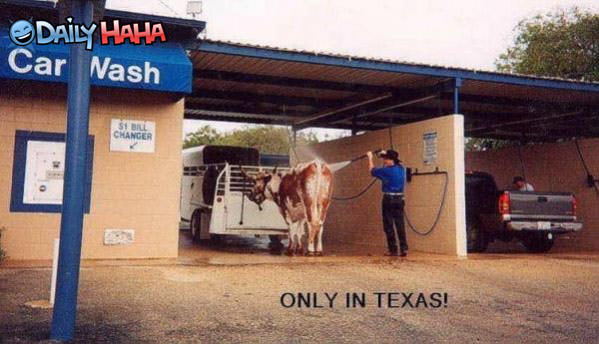 Texas Car (cow) wash