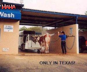 Texas Car (cow) wash