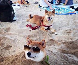 that is one chill dog funny picture