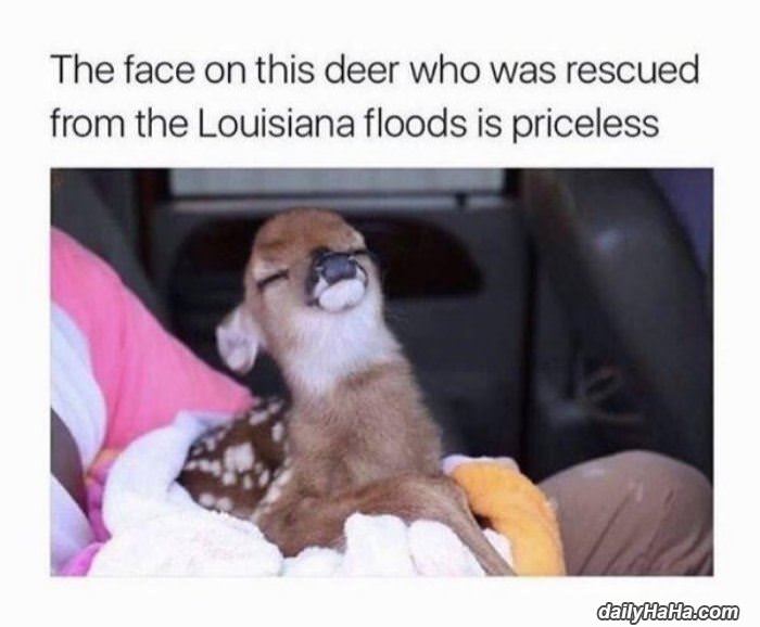 that look is priceless funny picture