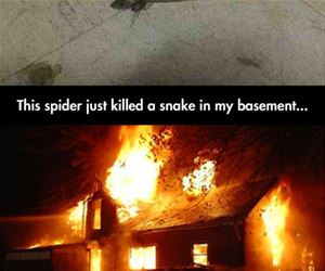 that spider just killed a snake funny picture