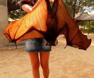 thats a HUGE bat