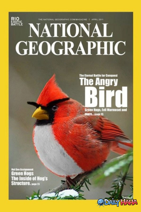 The Angry Bird funny picture