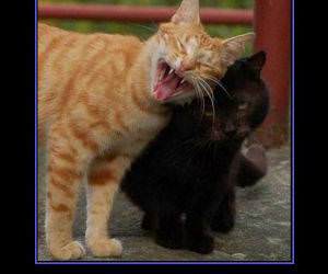 The Annoying Drunk funny picture