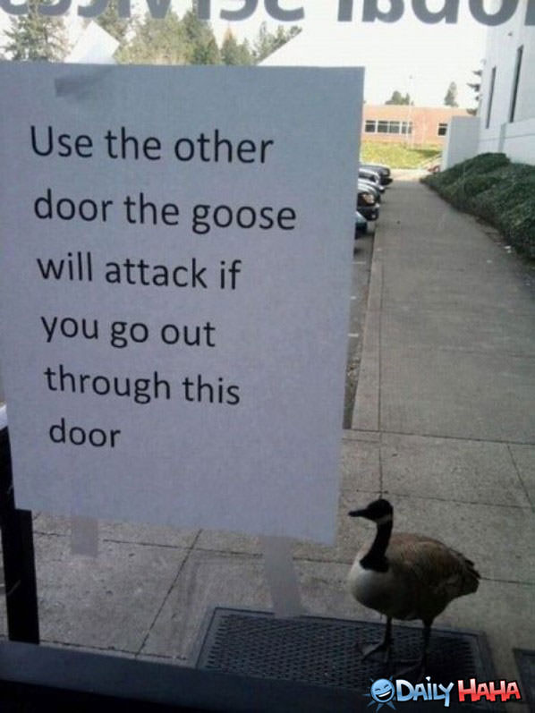 The Attacking Goose funny picture