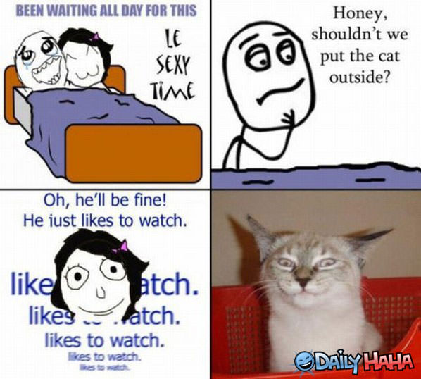 The Cat funny picture