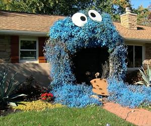 the cookie bush