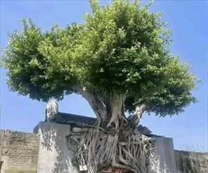 the coolest tree