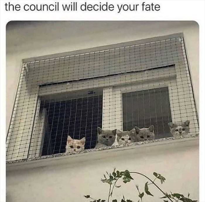 the council