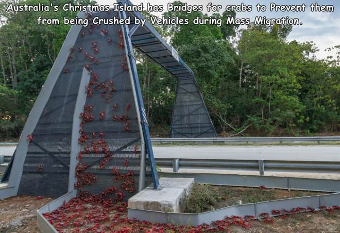 the crab bridge