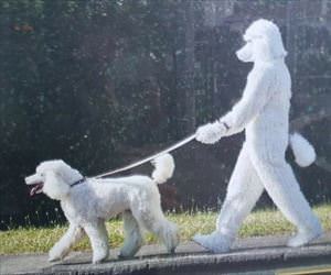 the dog dog walker