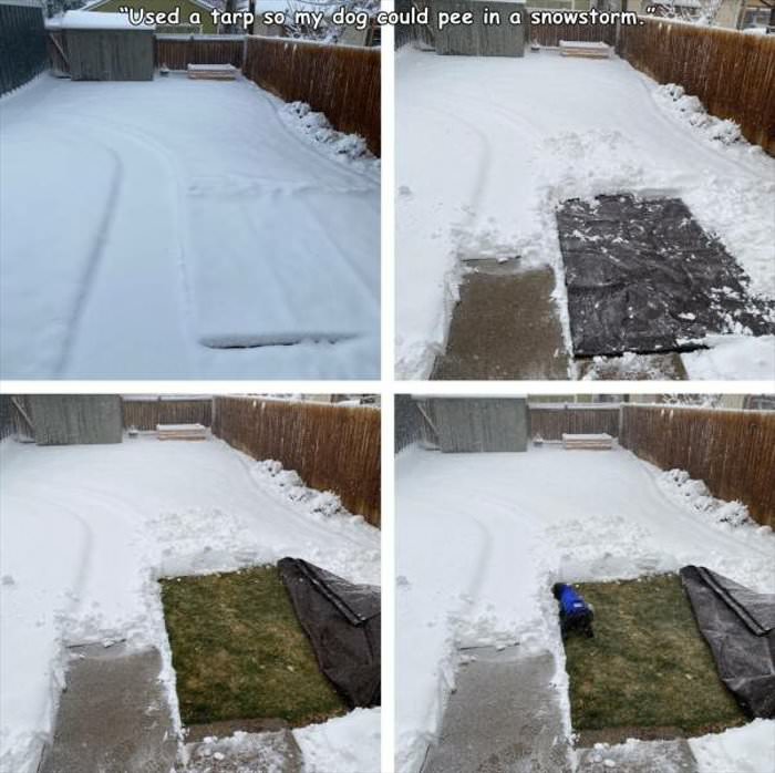 the dog likes the grass