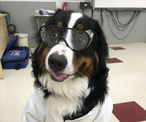 the dogtor