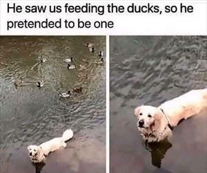 the ducks