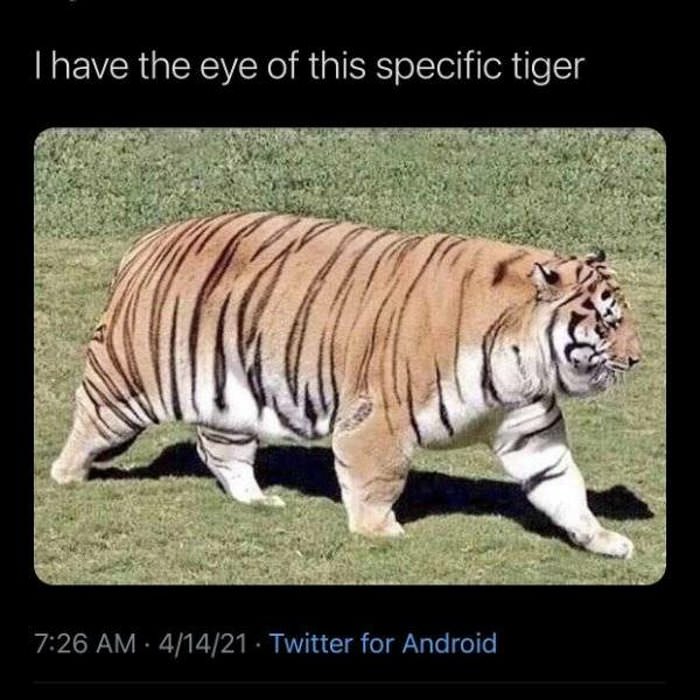 the eye of the tiger