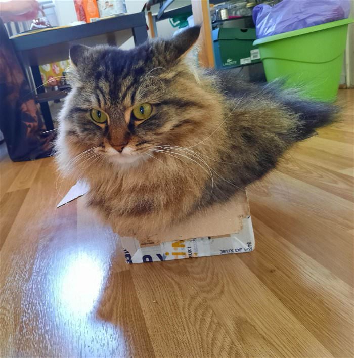 the floof in the box