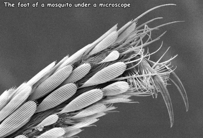 the foot of a mosquito