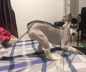 the greatest hair cut