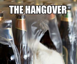 the hangover