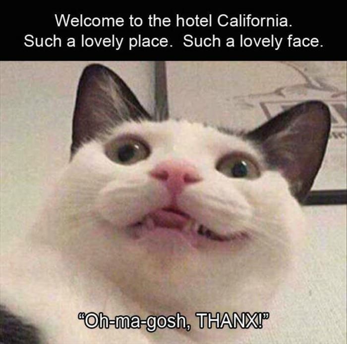 the hotel california