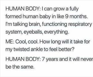 the human body