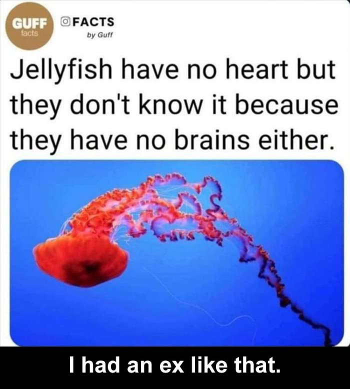 the jellyfish