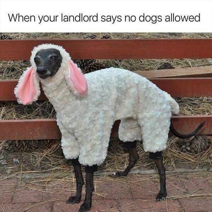 the landlord says no dogs allowed