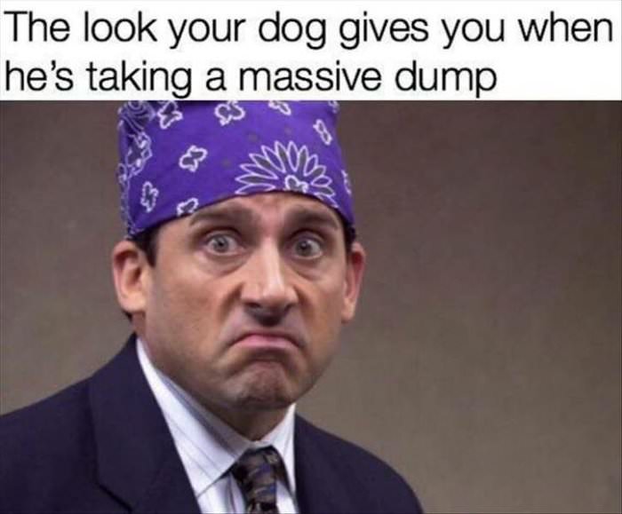 the look your dog gives you